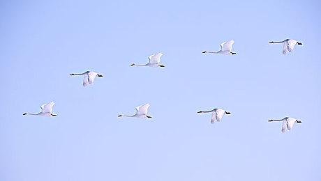 《小马宝莉：西风高地谜团》Steam页面上线 支持中文